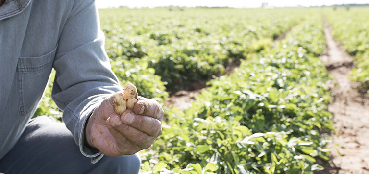 5 Things You Don’t Know About Harvesting Peanuts