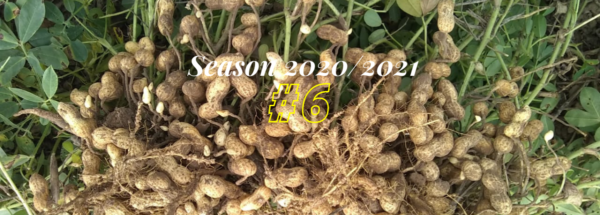 Argentine Peanut Crop Report 2020/2021 #6