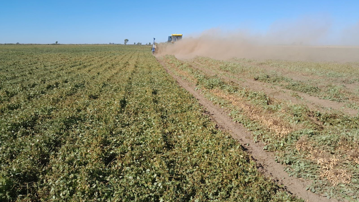 6th Peanut Crop Report as per April 12th